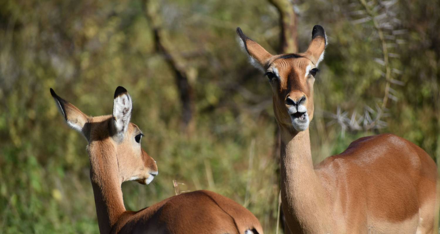 east africa group safari tour