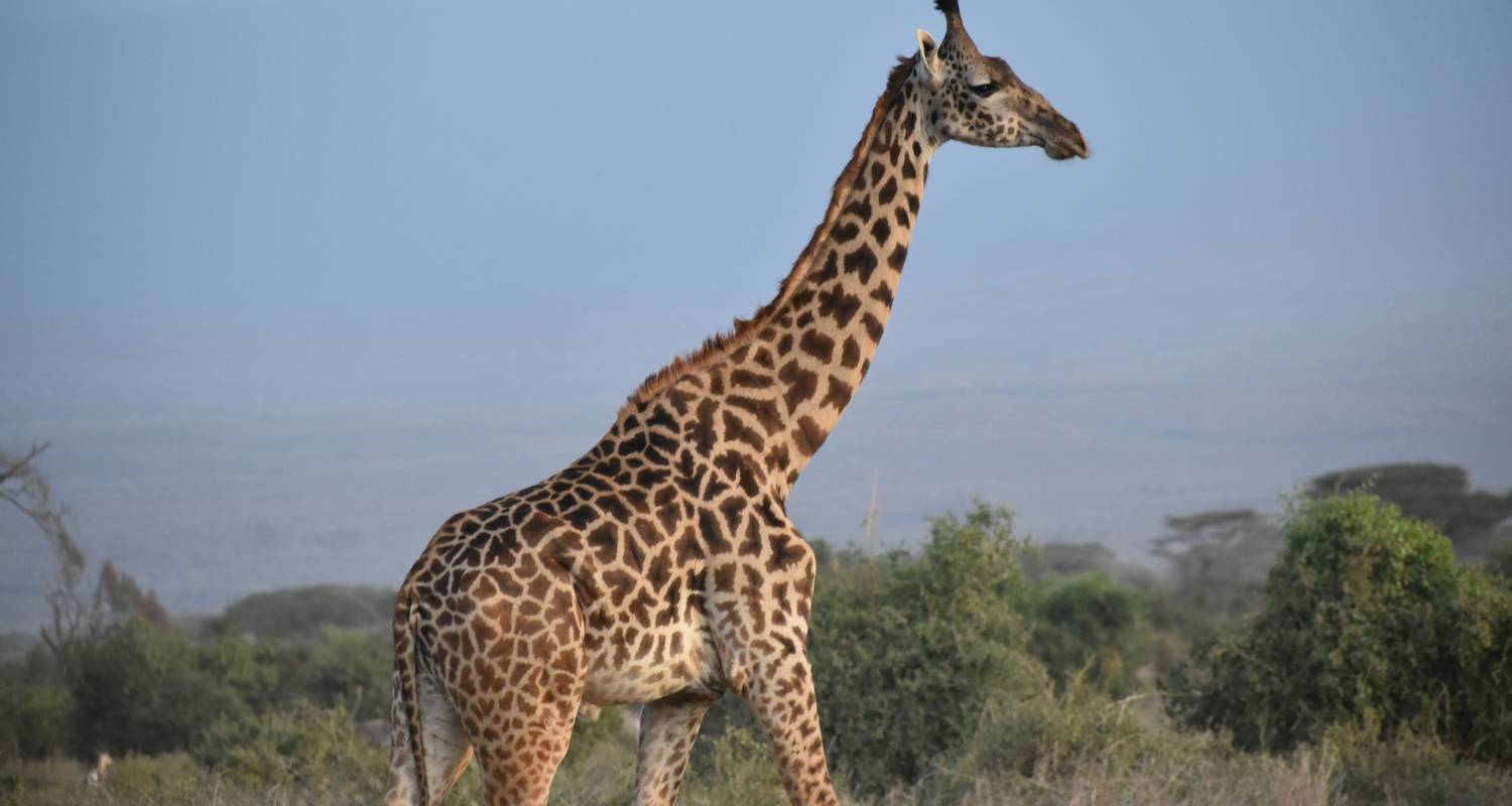 east africa group safari tour